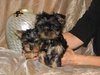 Cute Yorkie Puppies For Free Adoption