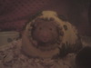 my pet hamster George!