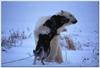 polar bear and friend