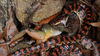 Dinodon rufozonatum 능구렁이 Red-banded Snake