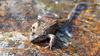 Rana chensinensis 중국산개구리 Asiatic Grass Frog, Chinese Brown Frog