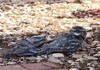 Tawny frogmouths 1