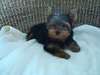 Adorable Yorkie Puppies For Free Adoption