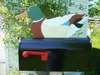 duck mailboxes