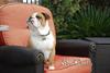 ENGLISH BULLDOGS UP FOR FREE ADOPTION.CONTACT ME IMMEDIATELY : kellydouglass3@gmail.com