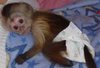 baby monkeys for adoption