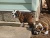 lovely english bulldog puppies for adoption