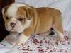 AKC Registered English Bulldog puppies