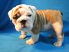 bulldog puppies for adoption