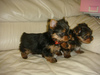 adorable teacup yorkie puppies for free adoption