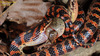 Dinodon rufozonatum 능구렁이 Red-banded Snake