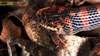 Dinodon rufozonatum 능구렁이 Red-banded Snake