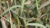 Rhabdophis tigrinus 유혈목이 Tiger Keelback