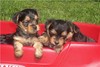 Puppies For Free Adoption