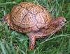 Eastern Box Turtle (Male)