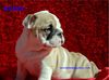 Very sweet English Bulldog puppies