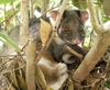 ringtail possums