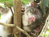 common ringtail possum