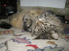 big tabby cat
