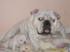 ...PURE BREED ADORABLE ENGLISH BULL DOG PUPPIES ADOPTION ALL FOR FREE, ALL SHOTS UP TO DATE, AKC, C