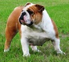 PURE BREED ADORABLE ENGLISH BULL DOG PUPPIES ADOPTION ALL FOR FREE, ALL SHOTS UP TO DATE, AKC, C...