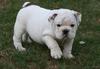 PURE BREED ADORABLE ENGLISH BULL DOG PUPPIES FOR ADOPTION ALL FOR FREE