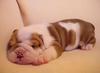 PURE BREED ADORABLE ENGLISH BULL DOG PUPPIES FOR ADOPTION ALL FOR FREE