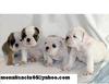 PURE BREED ADORABLE ENGLISH BULL DOG PUPPIES FOR ADOPTION ALL FOR FREE