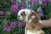 PURE BREED ADORABLE ENGLISH BULL DOG PUPPIES FOR ADOPTION ALL FOR FREE