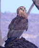 Bird Question -- bateleur (Terathopius ecaudatus)