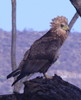 Bird Question -- bateleur (Terathopius ecaudatus)