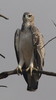 Another Bird Question