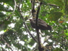 what bird?