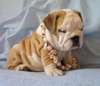 English Bulldog puppies for adoption