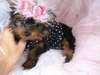 Free Yorkie To Good Home