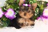 CUTE yorkies BABIES