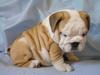 English Bulldogs Puppies