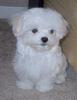 Maltese Puppies For Free Adoption