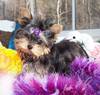 adorable yorkie puppies for adoption