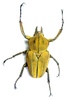 Coleopteras of Indonesia - Mycteristes squamosus