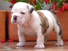 Adorable English Bulldog Puppies Ready