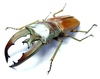 Coleopteras of Indonesia - Cyclommatus lunifer