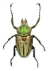 Coleopteras of Indonesia - Mycteristes squamosus