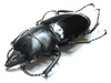 Coleopteras of Indonesia - Odontolabis belicosa