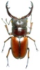 Coleopteras of Indonesia - Prosopocoilus astacoides cinnamomeus