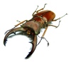 Coleopteras of Indonesia - Cyclommatus canaliculatus freygesseneri