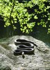 Black Ratsnake (Pantherophis obsoletus obsoletus)