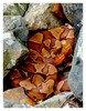 Northern Copperhead (Agkistrodon contortrix mokasen)