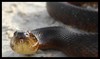 Florida Green Watersnake (Nerodia floridana)