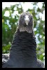 Black Vulture (Coragyps atratus)